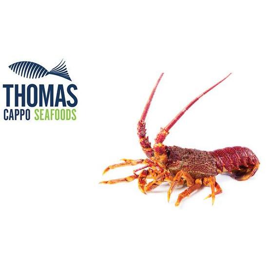 South Australian Crayfish